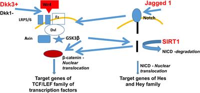 Fibrogenic Secretome of Sirtuin 1-Deficient Endothelial Cells: Wnt, Notch and Glycocalyx Rheostat